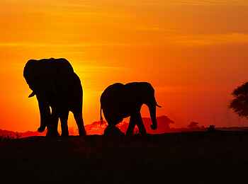 Khwai Lediba: Elefanten im Sonnenuntergang Khwai Lediba: Elefanten im Sonnenuntergang