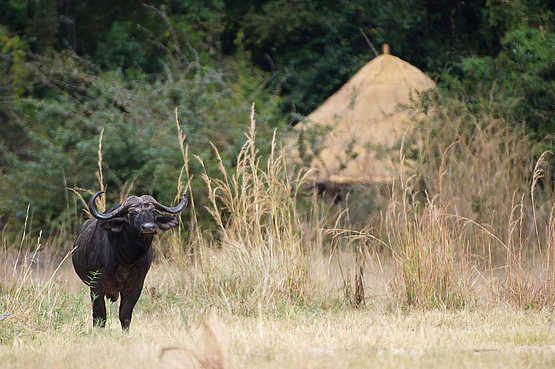 Kuyenda Bushcamp: Büffel vor dem Camp Kuyenda Bushcamp: Büffel vor dem Camp
