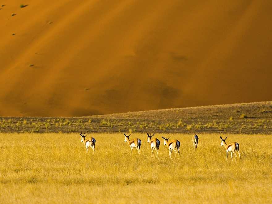 Little Kulala: Springböcke beim Grasen Little Kulala: Springböcke beim Grasen
