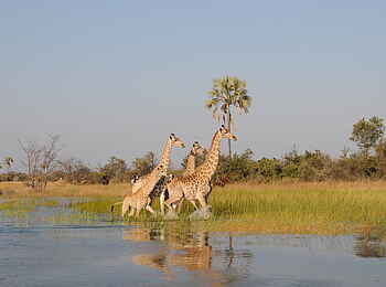 Macatoo Camp: Giraffenfamilie