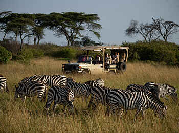 Mahali Mzuri: Zebraherde auf Pirschfahrt entdecken
