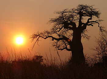 Mukambi Fig Tree Bush Camp: Ein Affenbrotbaum in der Abendsonne