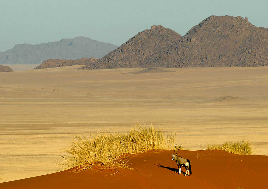 Namib Rand Nature Reserve: Oryx vor dem Grasmeer Namib Rand Nature Reserve: Oryx vor dem Grasmeer