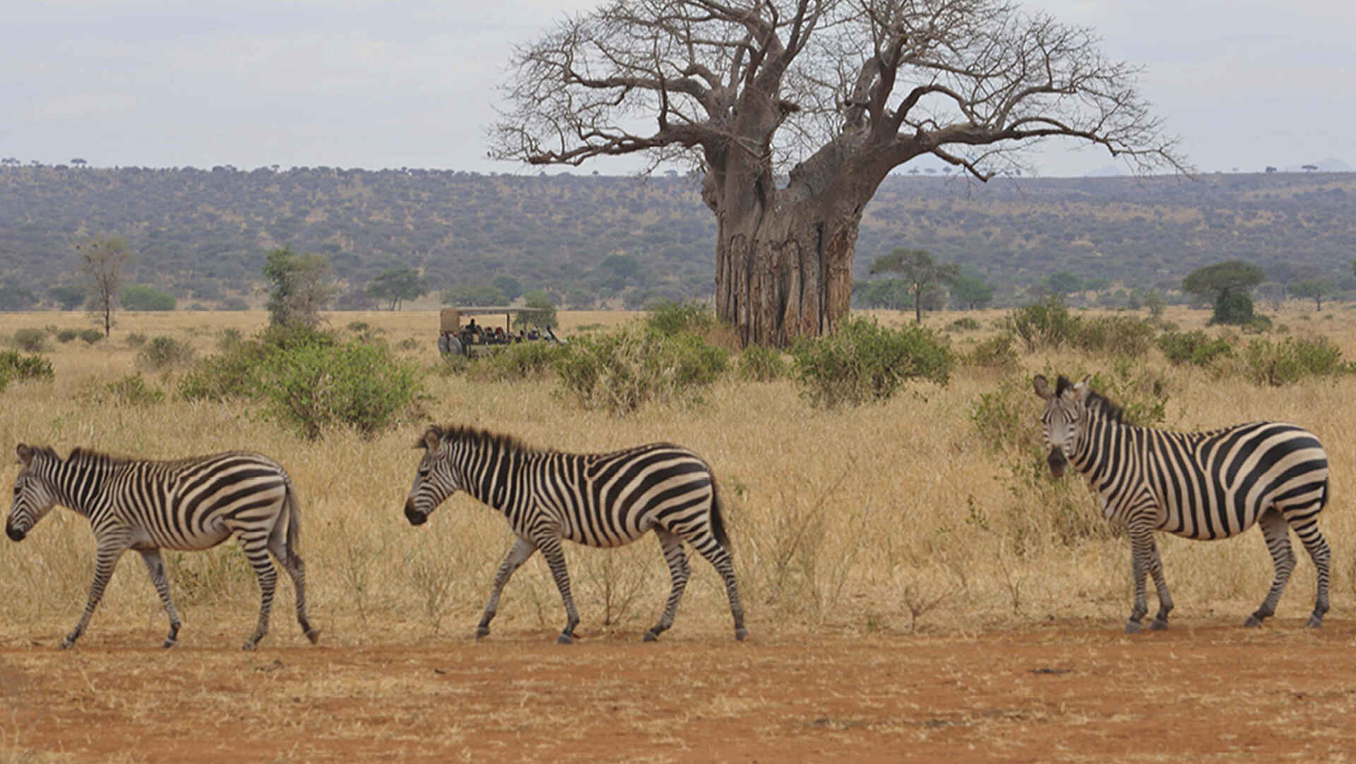 Oliver's Camp: Zebras