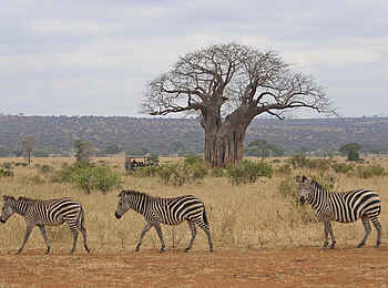Oliver's Camp: Zebras