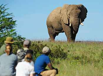 Riverdene Family Lodge: Elefant Riverdene Family Lodge: Elefant