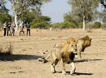 Robin Pope Safaris: Wandern mit Löwen