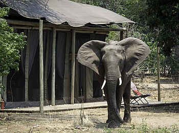 Ruckomechi Camp: Elefant im Camp Ruckomechi Camp: Elefant im Camp