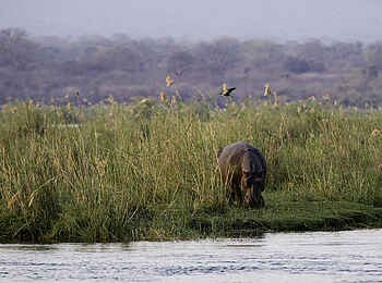 Ruckomechi Camp: Grasendes Nilpferd Ruckomechi Camp: Grasendes Nilpferd