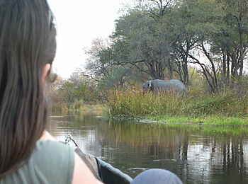 Sango Safari Camp: Elefant am Khwai