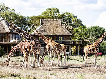 Segera Retreat: Giraffen vor der Villa Segera