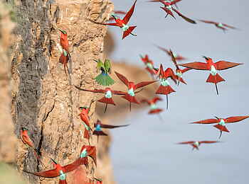 Shawa Luangwa Camp: Bienenfresser im Anflug