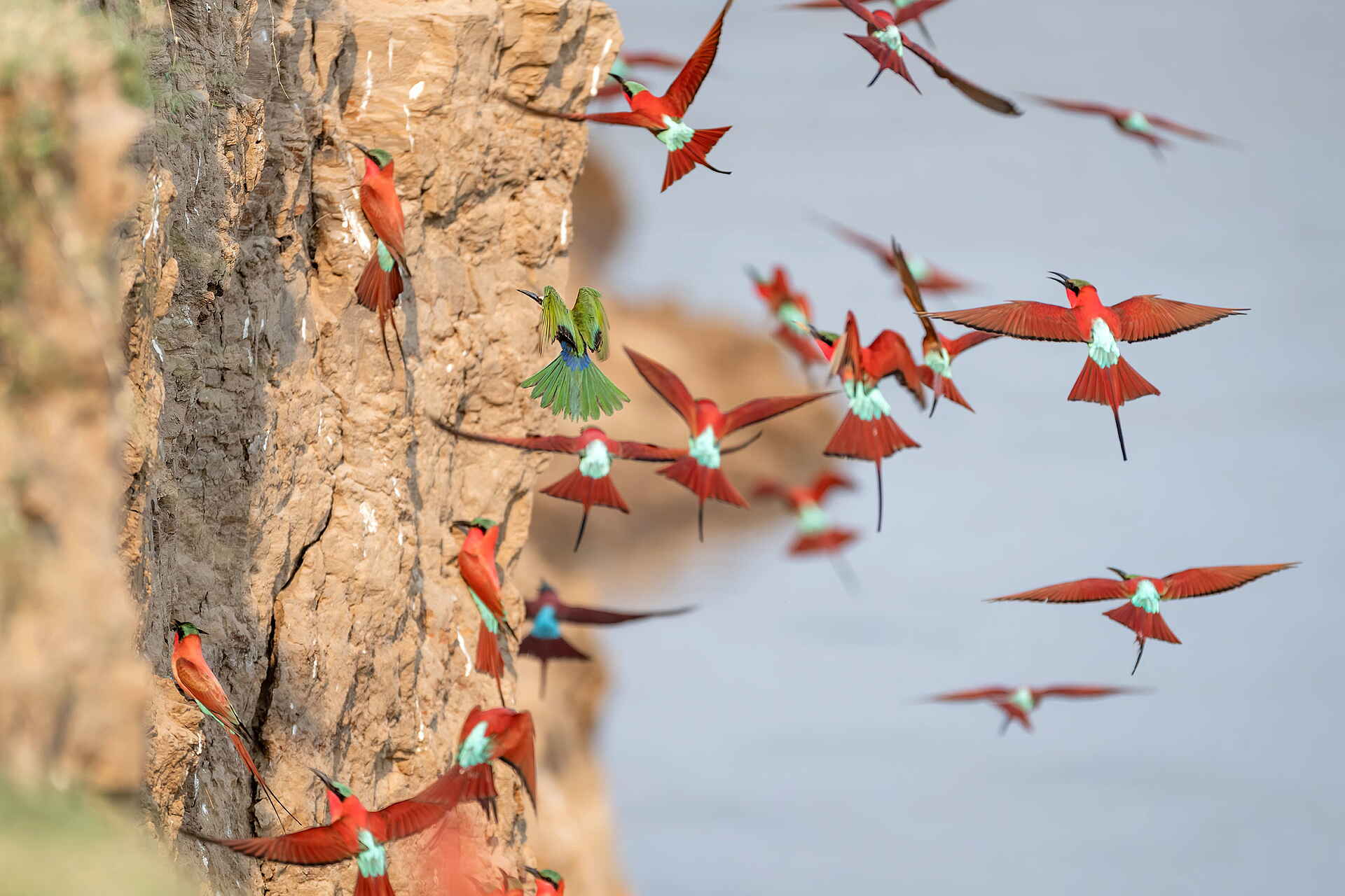 Shawa Luangwa Camp: Bienenfresser im Anflug
