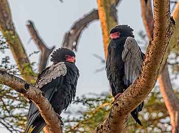 Sirikoi: Große Vogelart