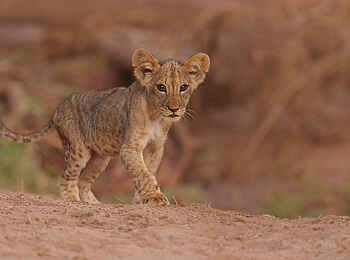 Soroi Larsens Camp: Ein Löwenbaby Soroi Larsens Camp: Ein Löwenbaby