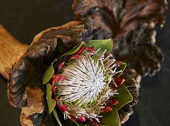 The Olive Exclusive: Namib - Proteagesteck