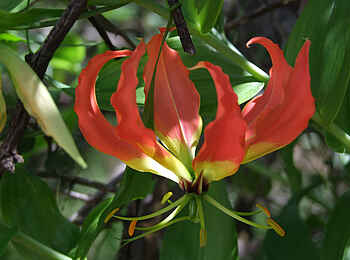 Waterberg Plateau Lodge: Feuerlilie Waterberg Plateau Lodge: Feuerlilie