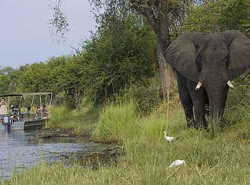 Baines River Camp: Elefant am Ufer Baines River Camp: Elefant am Ufer