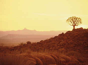 Canyon Lodge:  Köcherbaum in der Wüste