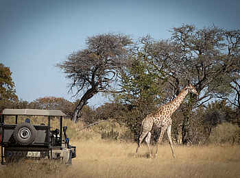 Mma Dinare Camp: Giraffe Mma Dinare Camp: Giraffe