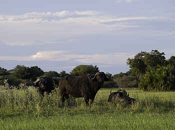 Mombo Camp: Grasende Büffel Mombo Camp: Grasende Büffel