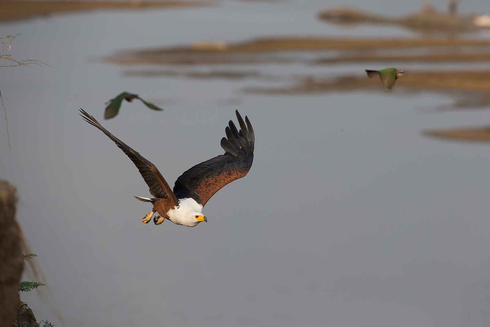 Nkonzi Bush Camp: Fischadler im Flug Nkonzi Bush Camp: Fischadler im Flug
