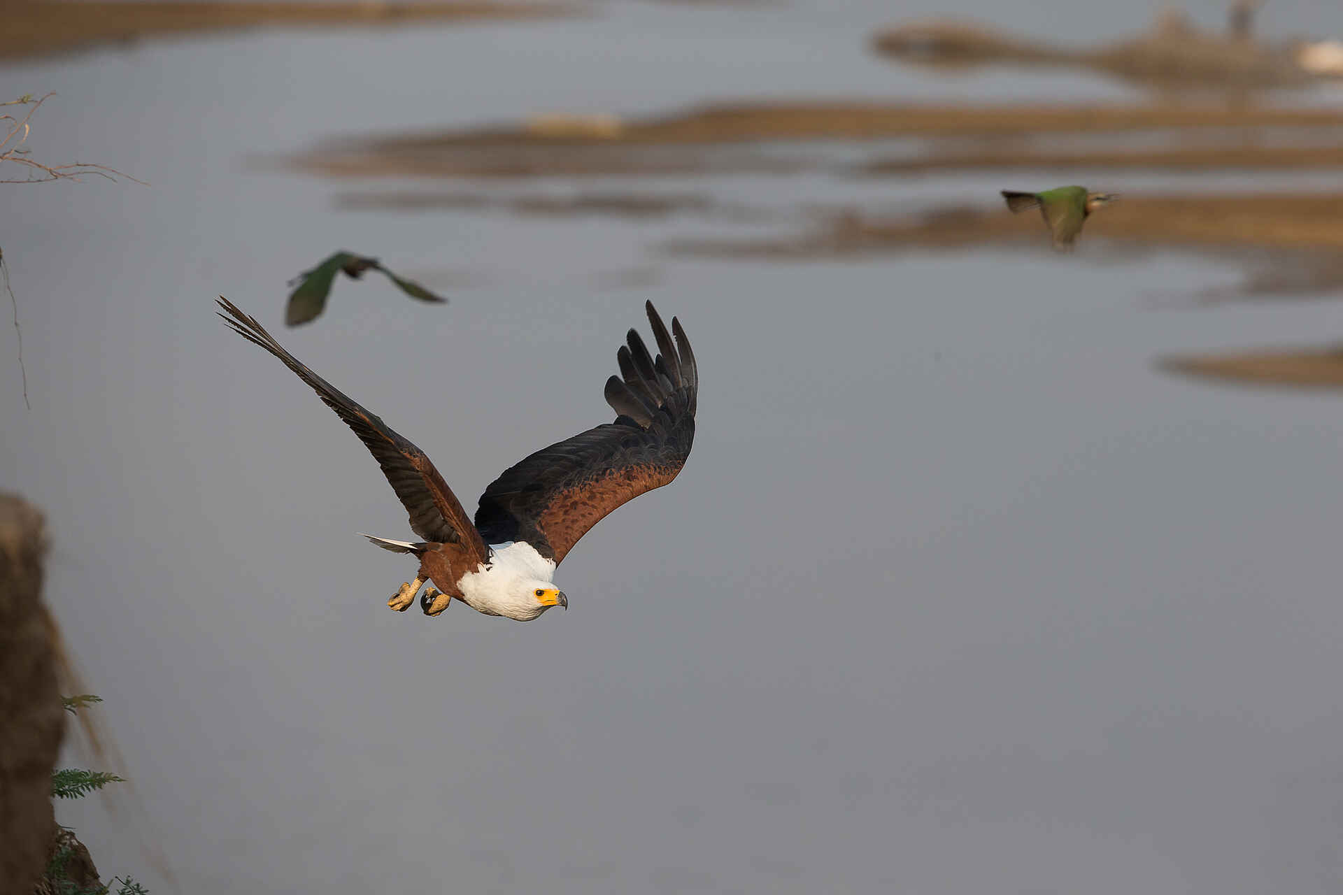 Gavin Opie, Musilashi River, Nkonzi Bush Camp, South Luangwa National Park, Fischadler, Vogel, Game Drive, Afrikarma, Afrikarma Safaris, Afrikarma Safaris. Wildnis. Hautnah., Afrikarma.de