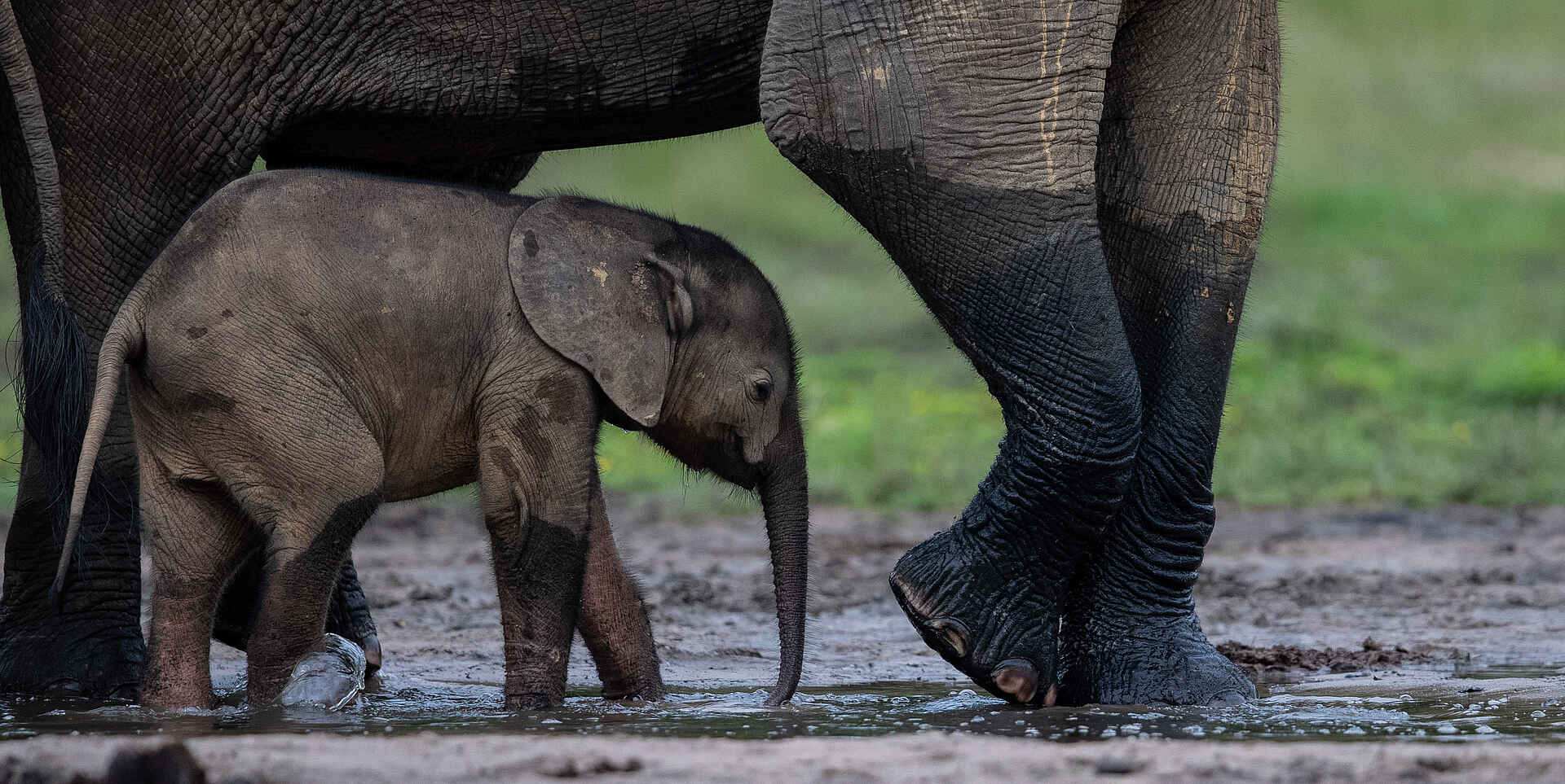 Sangha Lodge: Elefantenbaby