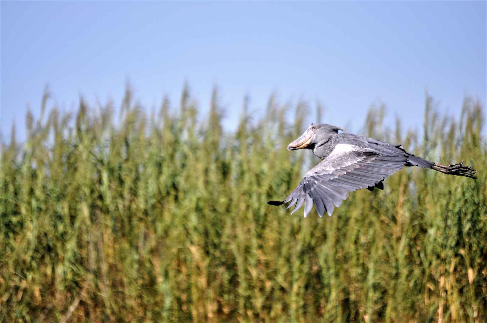 Shoebill Island Camp: Fliegender Schuhschnabel Shoebill Island Camp: Fliegender Schuhschnabel