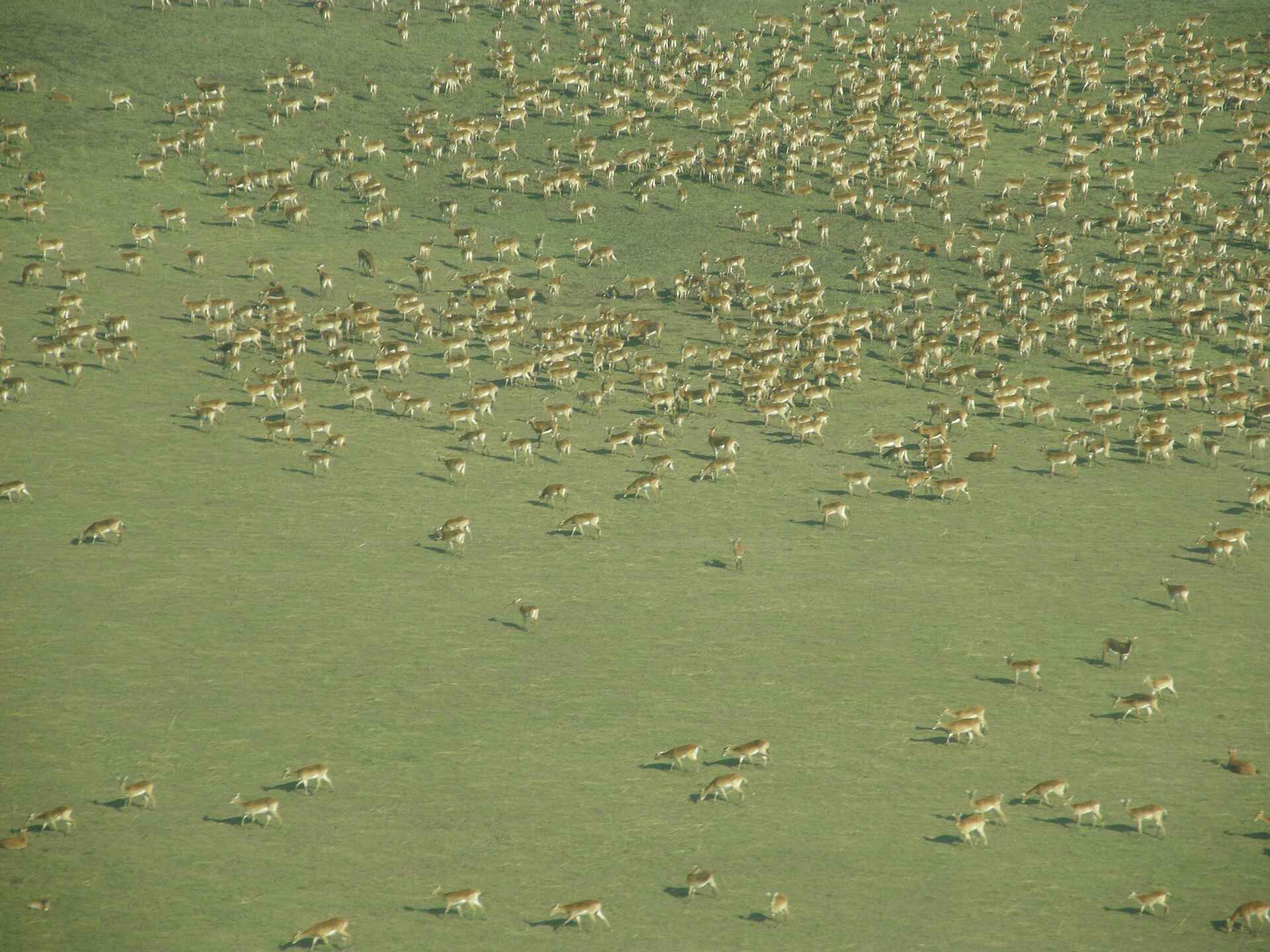 Shoebill Island Camp: Puku-Herde Africa, afrikarma, Afrikarma.de, Bangweulu Swamps, birds, fishing, Kasanka Trust, Luapula, reeds, Robin Pope, Schuhschnabel, Shoebill, Shoebill Island Camp, sustainable development, tourism, water, wetland, Landschaft, Puku