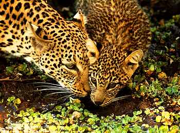 Tusk and Mane Safaris: Leopardin mit Jungtier Tusk and Mane Safaris: Leopardin mit Jungtier