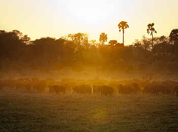 Chada Katavi Camp: Büffelherde im Morgenlicht
