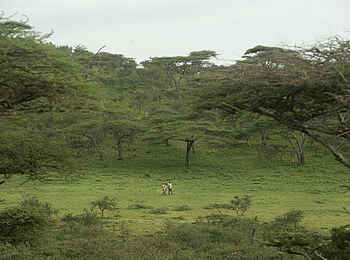 Charlie Sanjan Safari Camp: Wanderung im Grünen
