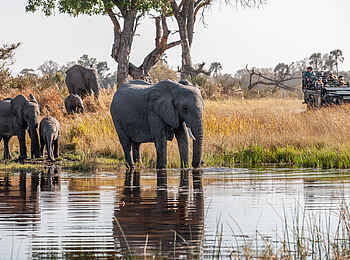 Chitabe Lediba Camp: Elefanten am Fluss