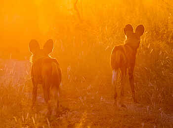 Chitabe Lediba Camp: Zwei Wildhunde