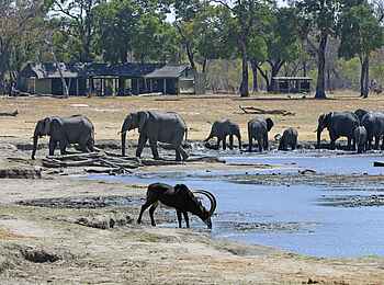 Davison's Camp: Wasserloch vor dem Camp Davison's Camp: Wasserloch vor dem Camp
