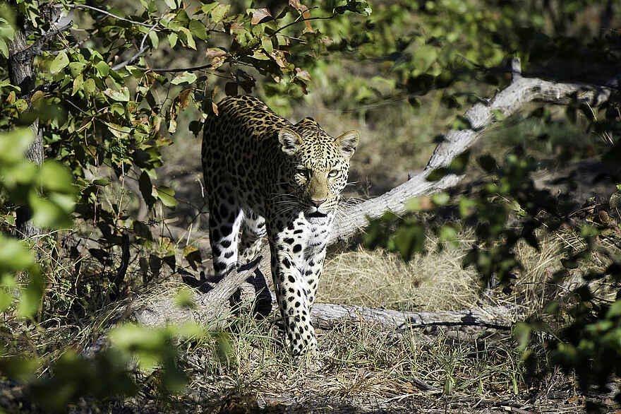 Duma Tau Camp: Leopard Duma Tau Camp: Leopard