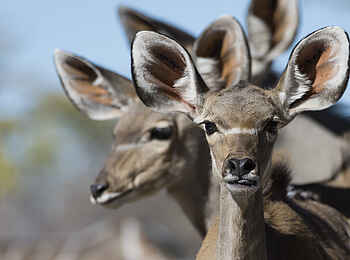 Encounter by Ongava: Kudu Kälber