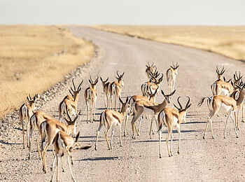 Etosha Oberland Lodge: Eine Springbock Herde auf dem Weg Etosha Oberland Lodge: Eine Springbock Herde auf dem Weg