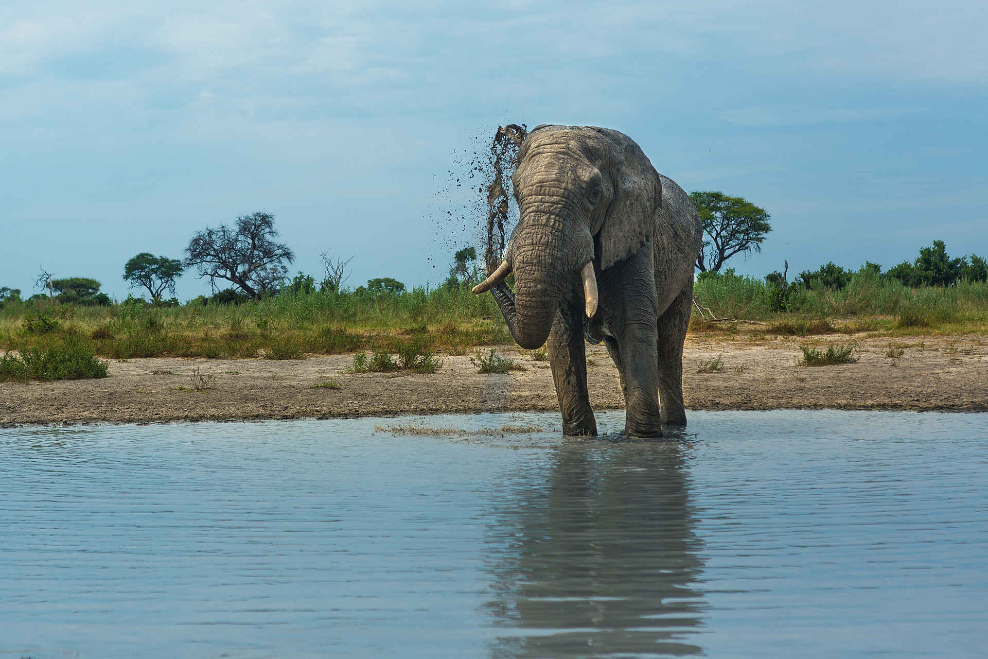 Gomoti Plains Camp: Elefant im Fluss