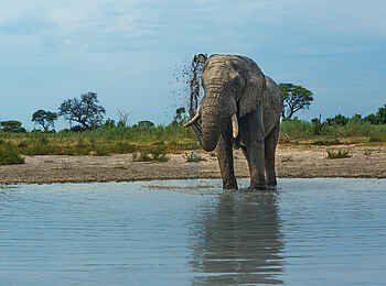 Gomoti Plains Camp: Elefant im Fluss