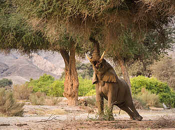 Hoanib Valley Camp: Elefant beim Fressen