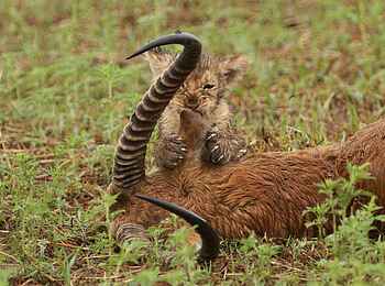 KaingU Safari Lodge: Löwenbaby an der Beute seiner Eltern