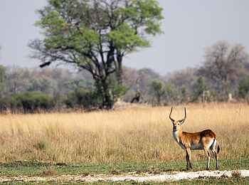 Karangoma Camp: Lechwe Antilope Karangoma Camp: Lechwe Antilope
