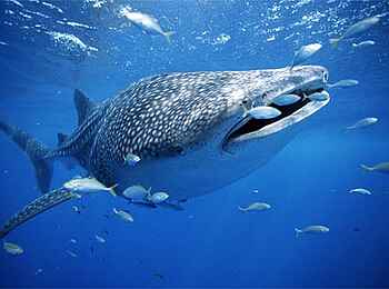 Kinasi Lodge: Ein riesiger Walhai Kinasi Lodge: Ein riesiger Walhai