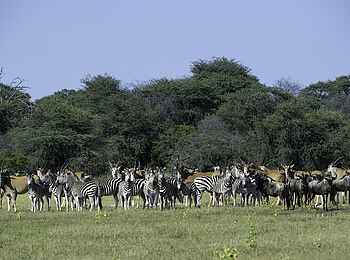 Little Makalolo Camp: Elenantilopen, Zebras und Gnus in Ngamo Little Makalolo Camp: Elenantilopen, Zebras und Gnus in Ngamo