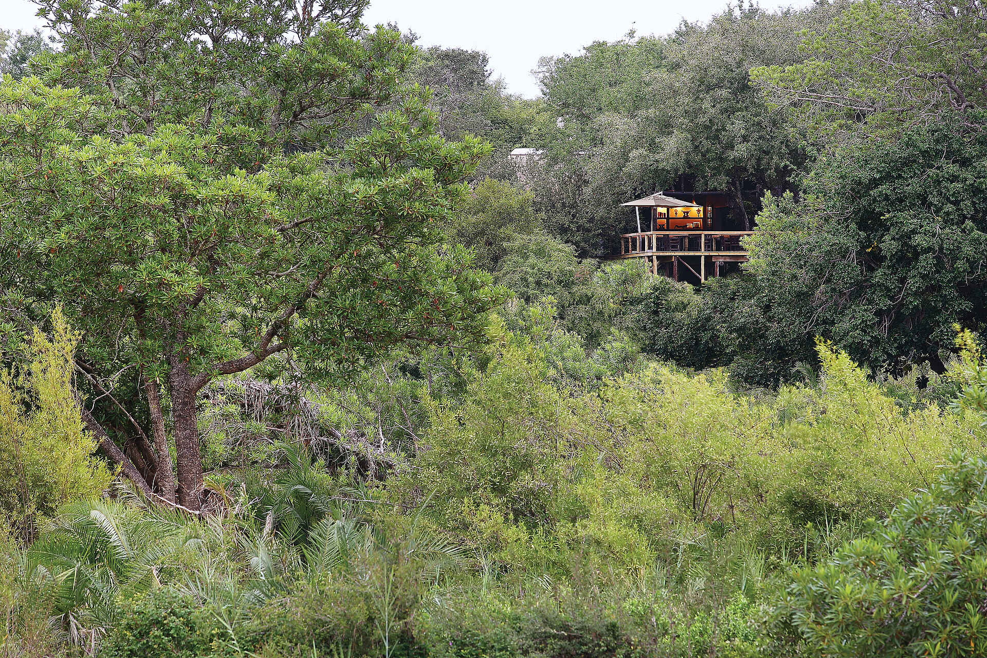 Fotosafari, Krüger Nationalpark, Londolozi, Londolozi Game Reserve, Londolozi Tree Camp, Luxus, Natur, Sabi Sands, Sabi Sands Game Reserve, Sabie, Tree Camp, Architektur, Bäume, Grün, Afrikarma, Afrikarma Safaris, Afrikarma Safaris - Wildnis. Hautnah., Afrikarma.de
