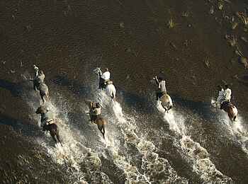 Macatoo Camp: Ausritt von oben