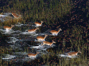 Macatoo Camp: Letschwe