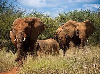 Madikwe Safari Lodge Lelapa: Elefanten